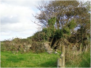 Dempsey house ruins, 2013 – the fence line runs parallel to Ballydivity Lane